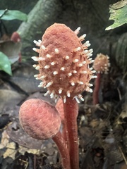 Helosis cayennensis, photograph (c) Cullen Hanks, some rights reserved (CC BY)