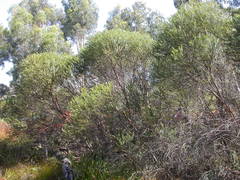 Eucalyptus recurva