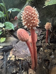 Helosis cayennensis, photograph (c) Cullen Hanks, some rights reserved (CC BY)
