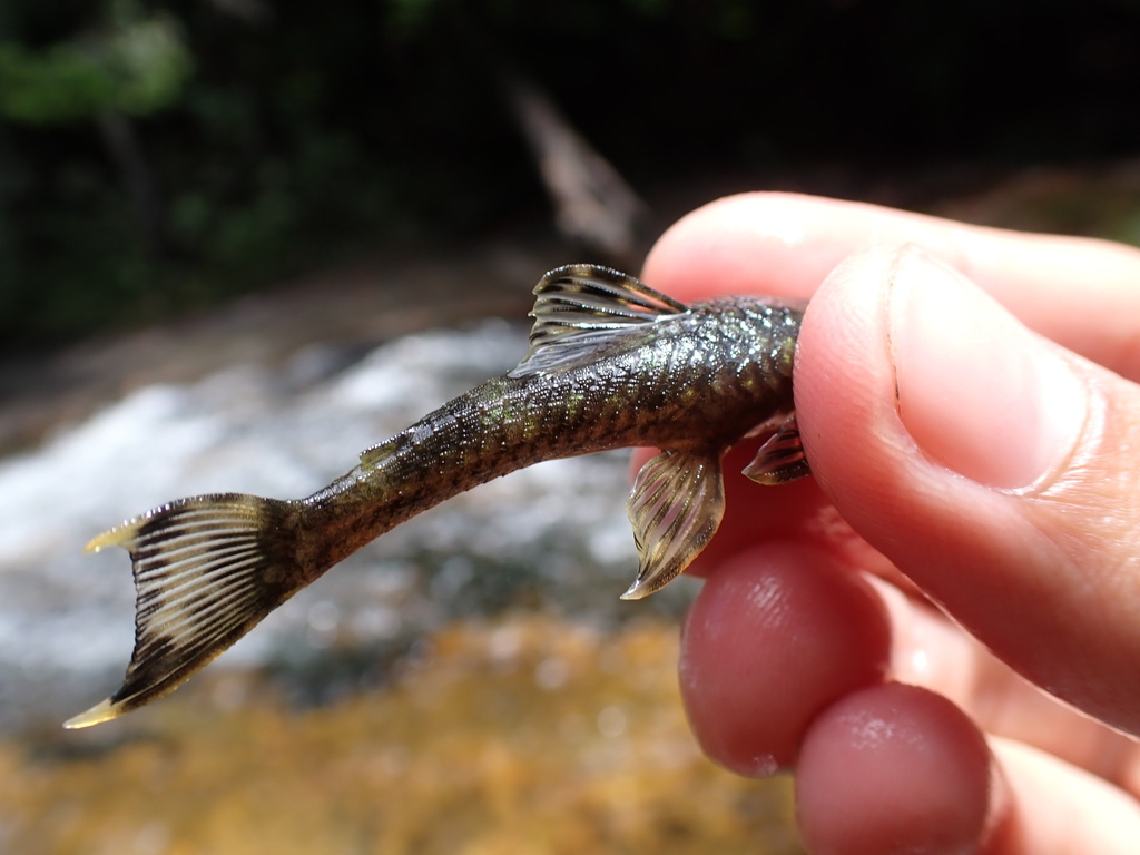 Planquette's lithoxus (Lithoxus planquettei) — Loricariidae