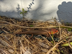 Plestiodon laticeps