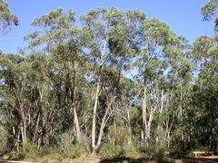 Eucalyptus piperita
