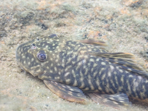 Bigmouth pleco (Guyanancistrus brevispinis) — Loricariidae — 4