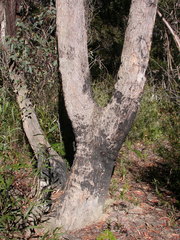 Eucalyptus piperita