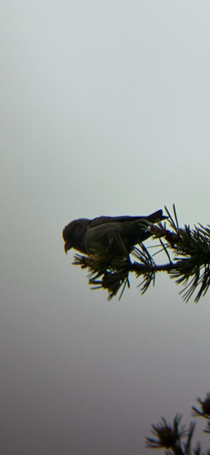 iNaturalist observation photo of Red Crossbill