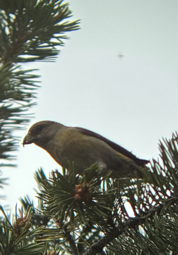 iNaturalist observation photo of Red Crossbill