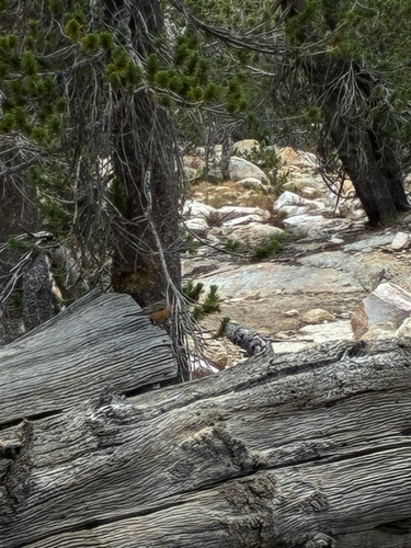 iNaturalist observation photo of American Robin