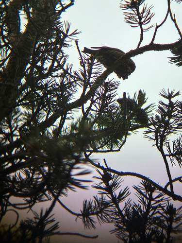 iNaturalist observation photo of Red Crossbill
