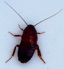 Parcoblatta americana