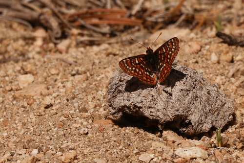 iNaturalist observation photo of Euphydryas