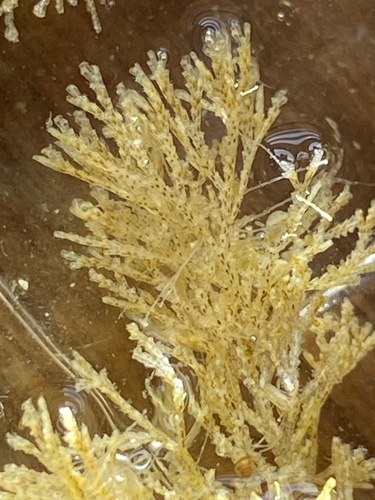 Crisularia pacifica observed 2026-07-15