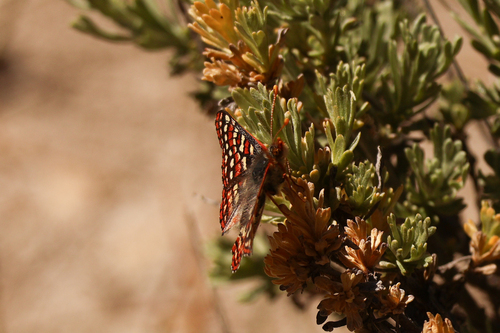 iNaturalist observation photo of Euphydryas