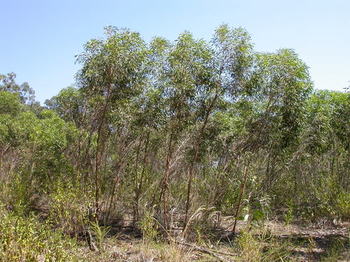 Eucalyptus castrensis K.D.Hill