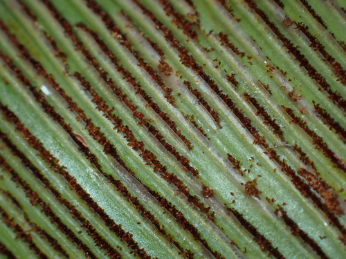 Asplenium nidus, 2026-07-18