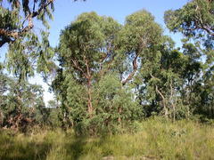 Eucalyptus squamosa