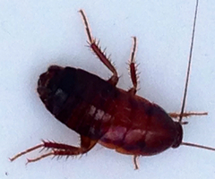 Parcoblatta americana