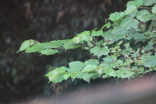 Euptelea polyandra observed 2026-07-12