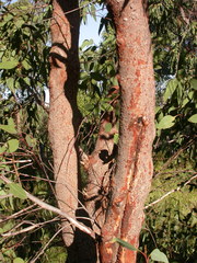Eucalyptus squamosa