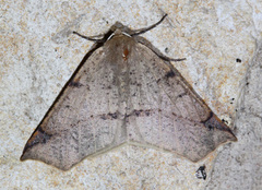 Caripeta triangulata