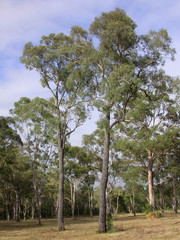 Eucalyptus beyeriana