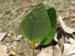 Vigna angularis nipponensis