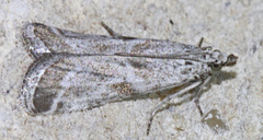 Diviana eudoreella