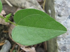 Vigna angularis nipponensis