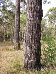 Eucalyptus beyeriana