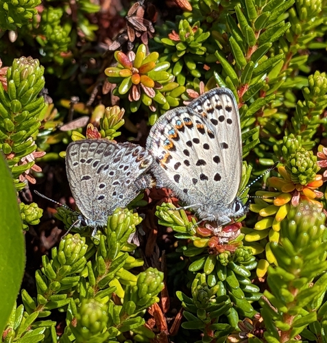 Northern Blue