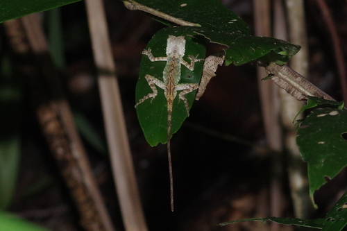 Pelturagonia nigrilabris, 2026-07-06