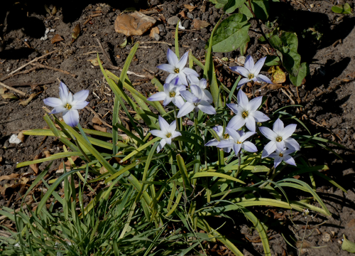 Spring starflower