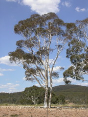 Eucalyptus mannifera