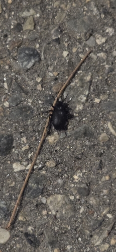 iNaturalist observation photo of Serrated Darkling Beetle
