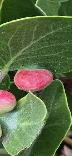 iNaturalist observation photo of Manzanita Leafgall Aphid