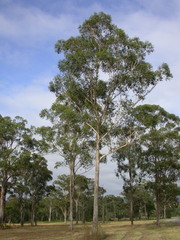 Eucalyptus moluccana