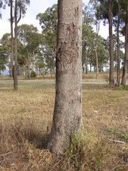 Eucalyptus moluccana