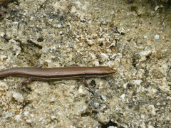 Marisora lineola