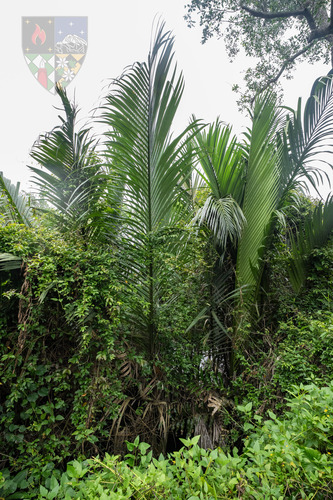Mangrove Palm