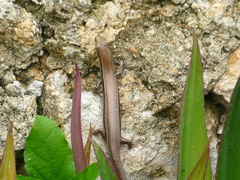 Marisora lineola