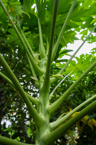Papaya