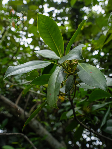 orange mangrove