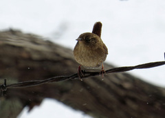 Troglodytes hiemalis