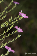 Linum viscosum