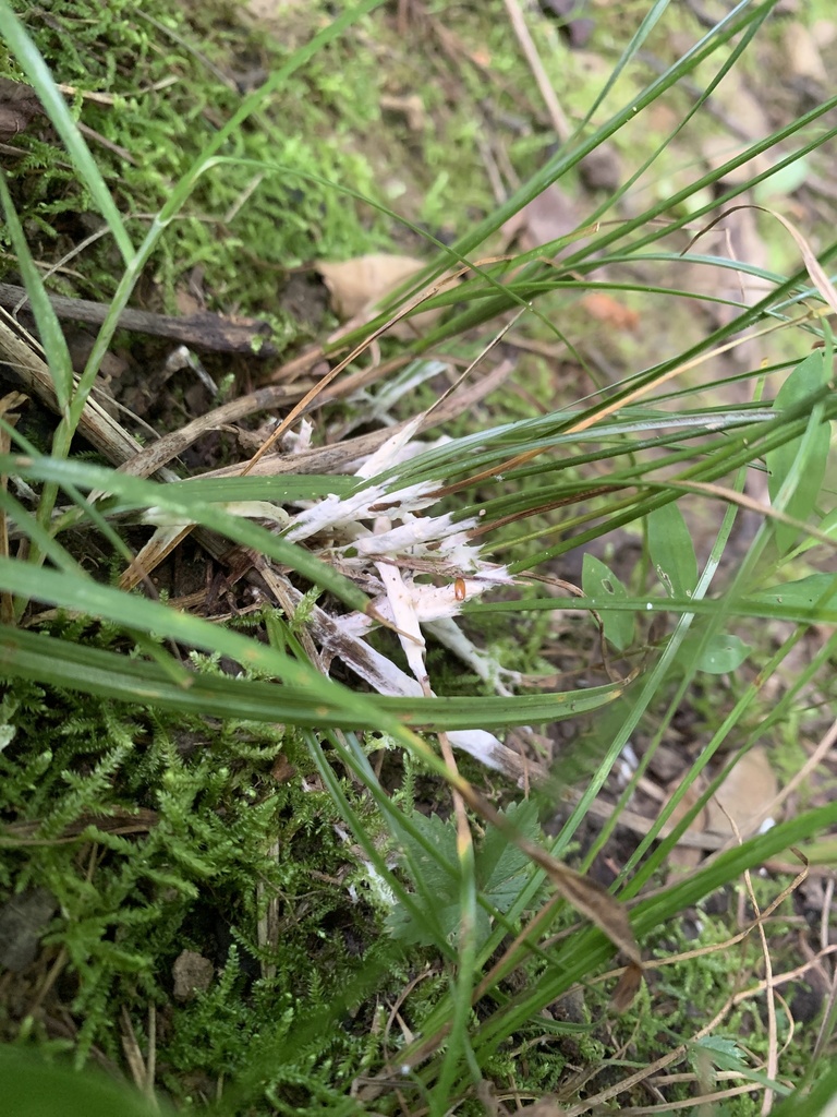 enveloping crust · July 2026 · photo: Photo: (c) Senna Bryce Robeson, some rights reserved (CC BY) · iNaturalist
