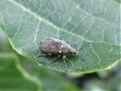 Phyllobius pyri