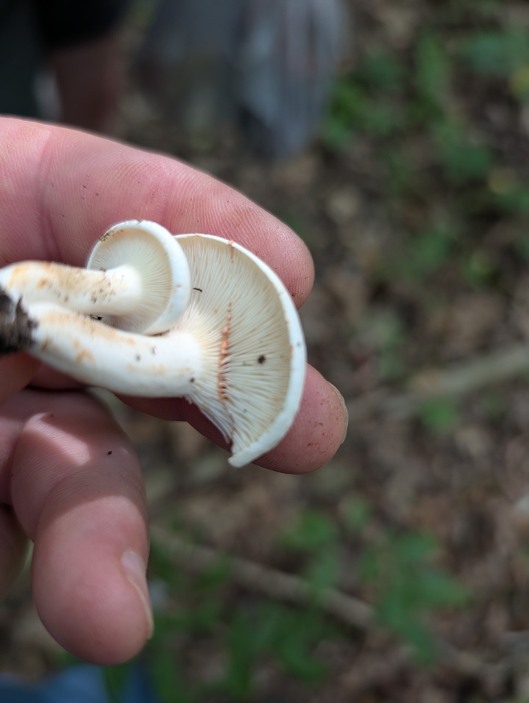 Lactarius subvernalis cokeri · July 2026 · photo: Photo: (c) Matthew Wehman, some rights reserved (CC BY) · iNaturalist