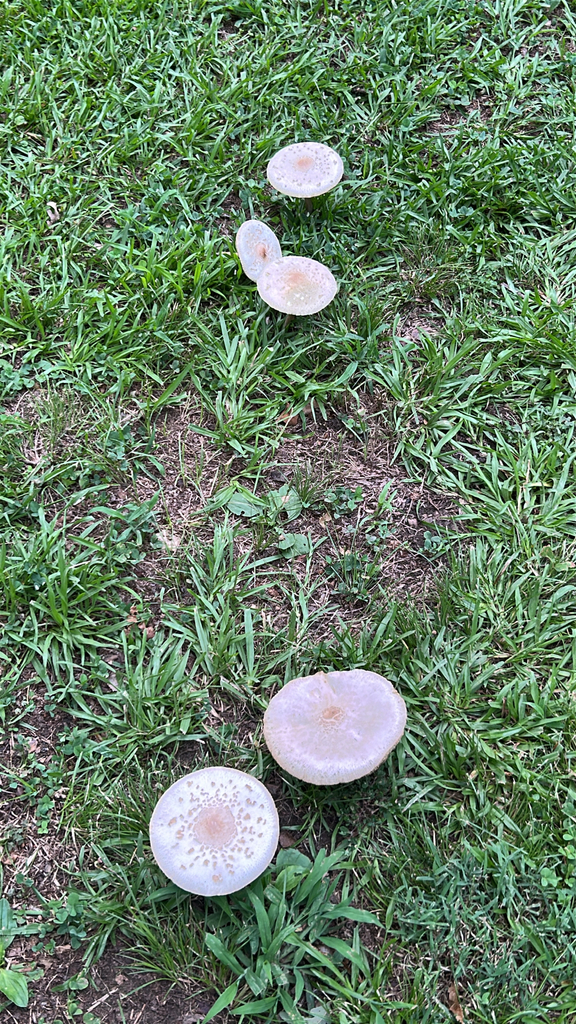 Green-spored Parasol · July 2026 · photo: Photo: (c) caher001, some rights reserved (CC BY) · iNaturalist