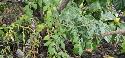 Solanum lycopersicum observed 2026-07-12