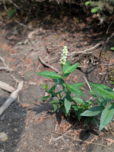 Seneca snakeroot