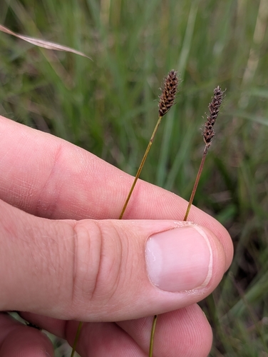 Carex scirpoidea convoluta